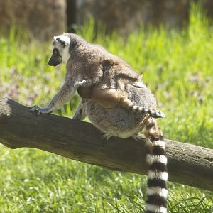 Ring Tailed Lemur Mum & Baby.