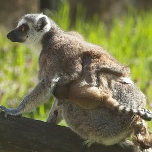 Baby Ring Tailed Lemur.