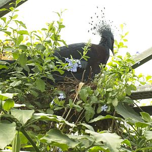 Victoria Crowned Pigeon sitting on nest.
