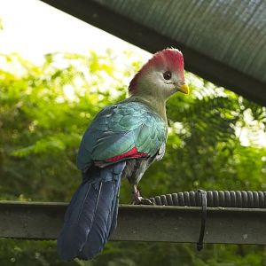 Red Crested Turaco