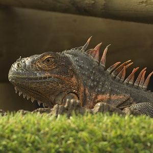 Red Iguana