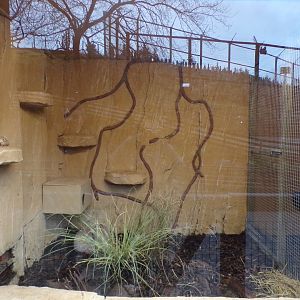 First Rusty spotted cat indoors 1.1.23