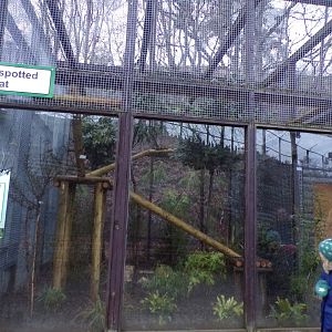 Second Rusty spotted cat enclosure 1.1.23