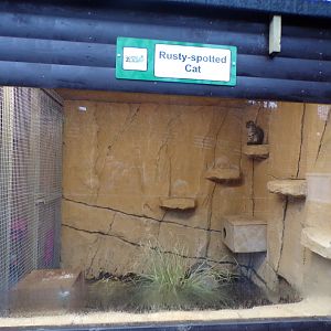 Second Rusty spotted cat indoors 1.1.23