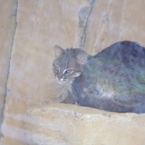 Rusty spotted cat 1.1.23