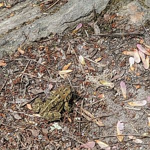 Amphibian ID (Lums Pond State Park)