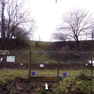 Muntjac deer enclosure 1.1.23