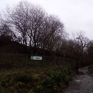 Muntjac deer enclosure 1.1.23