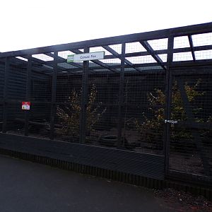 Corsac fox enclosure 1.1.23