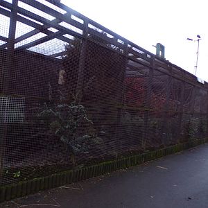 Ring tailed coati enclosure 1.1.23