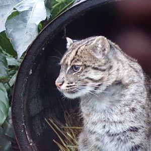 Fishing cat 1.1.23