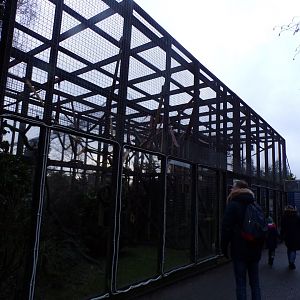 De brazza’s monkey enclosure 1.1.23