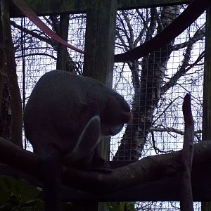 De brazza’s monkey 1.1.23