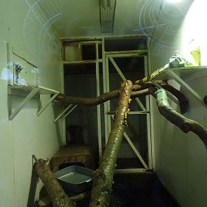 Green iguana enclosure (Temporary?) 1.1.23