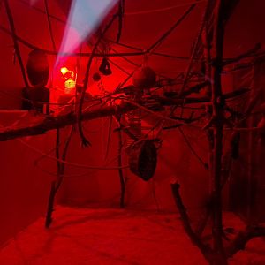 Gray mouse lemur enclosure 1.1.23