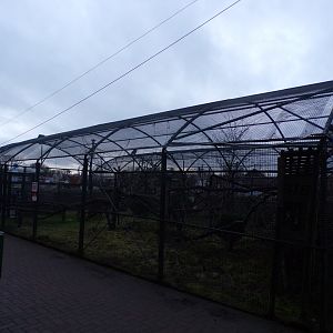 Ring tailed lemur enclosure 1.1.23