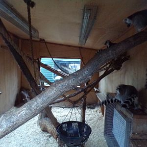 Ring tailed lemur indoors 1.1.23