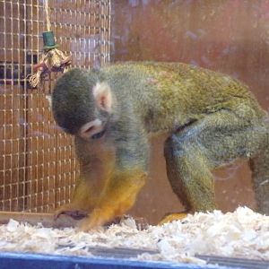 Squirrel monkey 1.1.23