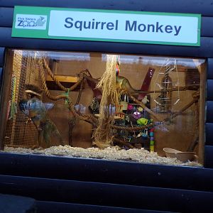 Squirrel monkey indoors 1.1.23