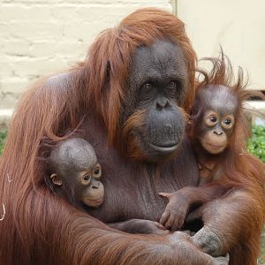 Bornean orang-utans (Jaz, Joe and Jim)