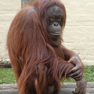 Bornean orang-utan (Sprout)