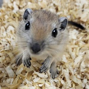 Fat sand rat - juvenile