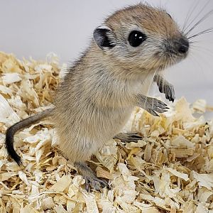 Fat sand rat - juvenile