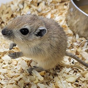 Fat sand rat - juvenile