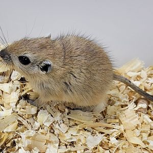 Fat sand rat - juvenile