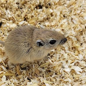 Fat sand rat - juvenile