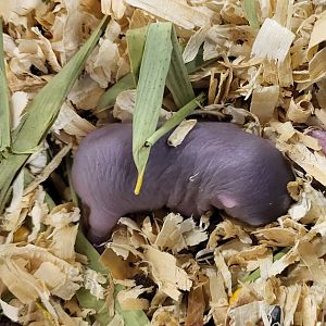 Lesser bamboo rat baby - 7 days old