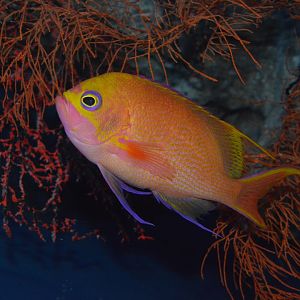 Goldspotted swallowtail anthias (Odontanthias chrysostictus)
