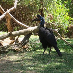 Abyssinian Ground Hornbill