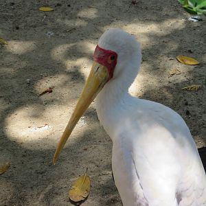 Yellow-billed Stork
