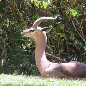 Gerenuk (Male)