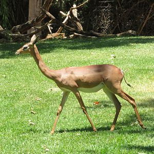 Gerenuk (Female)