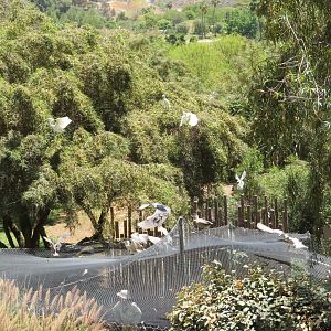 Night Herons and Egrets