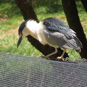 Black-crowned Night Heron (Wild)