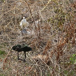 Roosting Ibises and Egrets