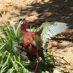 White-faced Ibis (Wild)