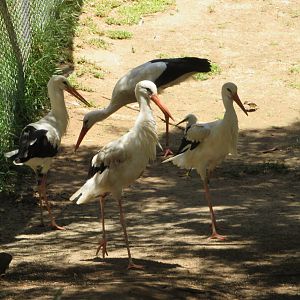 European White Storks