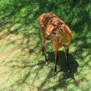 Sitatunga