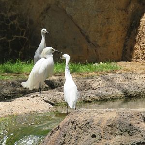 Snowy Egrets (Wild)