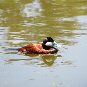 Ruddy Duck (Wild)