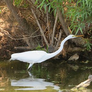Great Egret (Wild)