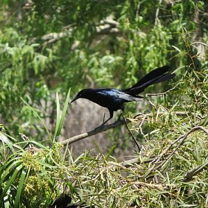 Great-tailed Grackle (Wild)