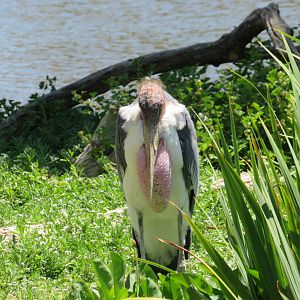 Marabou Stork