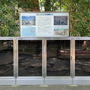 Black-tailed Prairie Dog Burrow Viewing