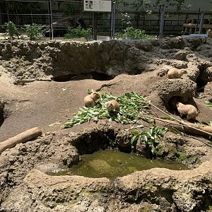 Black-tailed Prairie Dog Exhibit