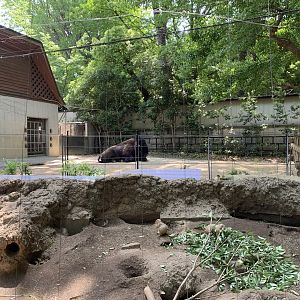 American Bison and Prairie Dog Exhibits